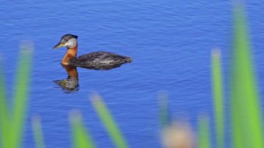 Kızıl boyunlu yunus ailesi bir gölün ortasında yuva yapıyor ve erkek yüzüyor. Ağır çekimde çekilen bu video, yuvalarına yönelip birbirleriyle etkileşim kuran yırtıcıların doğal ve mahrem davranışlarını yakalar..