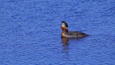 Kızıl boyunlu yunus ailesi bir gölün ortasında yuva yapıyor ve erkek yüzüyor. Ağır çekimde çekilen bu video, yuvalarına yönelip birbirleriyle etkileşim kuran yırtıcıların doğal ve mahrem davranışlarını yakalar..