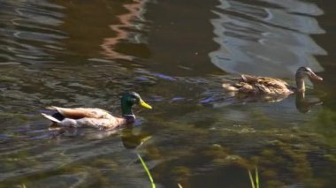 Büyüleyici bir yavaş çekim video dizisi yaz boyunca Kanada 'nın çarpıcı gölünde yaban ördeği ailelerinin hayatlarını gözler önüne seriyor. Görüntüler, yüzen, etkileşen ve doğal ortamlarını keşfeden yetişkin ördeklerin ve ördek yavrularının yakın çekim görüntülerini sağlıyor.