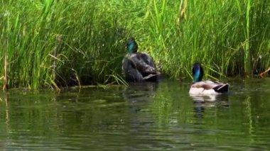 Büyüleyici bir yavaş çekim video dizisi yaz boyunca Kanada 'nın çarpıcı gölünde yaban ördeği ailelerinin hayatlarını gözler önüne seriyor. Görüntüler, yüzen, etkileşen ve doğal ortamlarını keşfeden yetişkin ördeklerin ve ördek yavrularının yakın çekim görüntülerini sağlıyor.