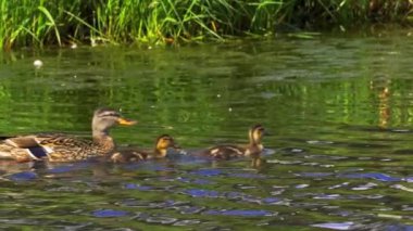 Büyüleyici bir yavaş çekim video dizisi yaz boyunca Kanada 'nın çarpıcı gölünde yaban ördeği ailelerinin hayatlarını gözler önüne seriyor. Görüntüler, yüzen, etkileşen ve doğal ortamlarını keşfeden yetişkin ördeklerin ve ördek yavrularının yakın çekim görüntülerini sağlıyor.