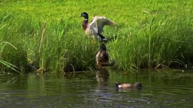 Büyüleyici bir yavaş çekim video dizisi yaz boyunca Kanada 'nın çarpıcı gölünde yaban ördeği ailelerinin hayatlarını gözler önüne seriyor. Görüntüler, yüzen, etkileşen ve doğal ortamlarını keşfeden yetişkin ördeklerin ve ördek yavrularının yakın çekim görüntülerini sağlıyor.