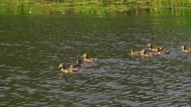 Büyüleyici bir yavaş çekim video dizisi yaz boyunca Kanada 'nın çarpıcı gölünde yaban ördeği ailelerinin hayatlarını gözler önüne seriyor. Görüntüler, yüzen, etkileşen ve doğal ortamlarını keşfeden yetişkin ördeklerin ve ördek yavrularının yakın çekim görüntülerini sağlıyor.