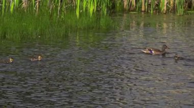 Büyüleyici bir yavaş çekim video dizisi yaz boyunca Kanada 'nın çarpıcı gölünde yaban ördeği ailelerinin hayatlarını gözler önüne seriyor. Görüntüler, yüzen, etkileşen ve doğal ortamlarını keşfeden yetişkin ördeklerin ve ördek yavrularının yakın çekim görüntülerini sağlıyor.