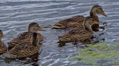 Büyüleyici bir yavaş çekim video dizisi yaz boyunca Kanada 'nın çarpıcı gölünde yaban ördeği ailelerinin hayatlarını gözler önüne seriyor. Görüntüler, yüzen, etkileşen ve doğal ortamlarını keşfeden yetişkin ördeklerin ve ördek yavrularının yakın çekim görüntülerini sağlıyor.