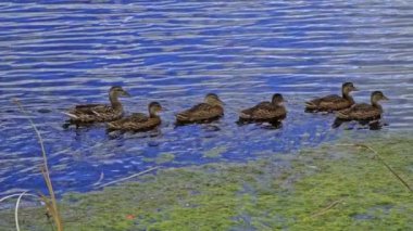 Büyüleyici bir yavaş çekim video dizisi yaz boyunca Kanada 'nın çarpıcı gölünde yaban ördeği ailelerinin hayatlarını gözler önüne seriyor. Görüntüler, yüzen, etkileşen ve doğal ortamlarını keşfeden yetişkin ördeklerin ve ördek yavrularının yakın çekim görüntülerini sağlıyor.