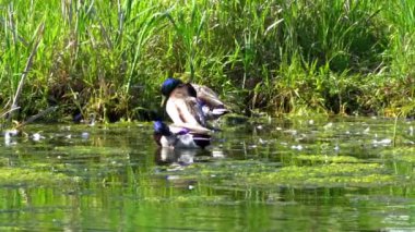Büyüleyici bir yavaş çekim video dizisi yaz boyunca Kanada 'nın çarpıcı gölünde yaban ördeği ailelerinin hayatlarını gözler önüne seriyor. Görüntüler, yüzen, etkileşen ve doğal ortamlarını keşfeden yetişkin ördeklerin ve ördek yavrularının yakın çekim görüntülerini sağlıyor.