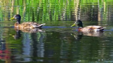 Büyüleyici bir yavaş çekim video dizisi yaz boyunca Kanada 'nın çarpıcı gölünde yaban ördeği ailelerinin hayatlarını gözler önüne seriyor. Görüntüler, yüzen, etkileşen ve doğal ortamlarını keşfeden yetişkin ördeklerin ve ördek yavrularının yakın çekim görüntülerini sağlıyor.