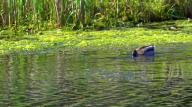 Büyüleyici bir yavaş çekim video dizisi yaz boyunca Kanada 'nın çarpıcı gölünde yaban ördeği ailelerinin hayatlarını gözler önüne seriyor. Görüntüler, yüzen, etkileşen ve doğal ortamlarını keşfeden yetişkin ördeklerin ve ördek yavrularının yakın çekim görüntülerini sağlıyor.