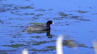 Amerikan Coot ailelerinin yaz mevsiminde Kanada gölündeki yaşamlarını görüntüleyen büyüleyici bir yavaş çekim video dizisi..