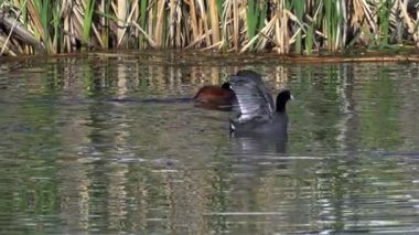 Amerikan Coot ailelerinin yaz mevsiminde Kanada gölündeki yaşamlarını görüntüleyen büyüleyici bir yavaş çekim video dizisi..