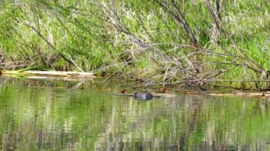 Amerikan Coot ailelerinin yaz mevsiminde Kanada gölündeki yaşamlarını görüntüleyen büyüleyici bir yavaş çekim video dizisi..