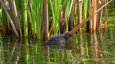 Amerikan Coot ailelerinin yaz mevsiminde Kanada gölündeki yaşamlarını görüntüleyen büyüleyici bir yavaş çekim video dizisi..