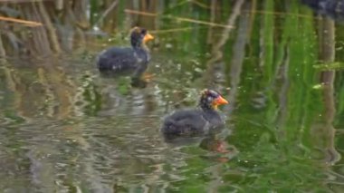 Amerikan Coot ailelerinin yaz mevsiminde Kanada gölündeki yaşamlarını görüntüleyen büyüleyici bir yavaş çekim video dizisi..