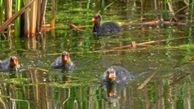 Amerikan Coot ailelerinin yaz mevsiminde Kanada gölündeki yaşamlarını görüntüleyen büyüleyici bir yavaş çekim video dizisi..