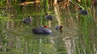 Amerikan Coot ailelerinin yaz mevsiminde Kanada gölündeki yaşamlarını görüntüleyen büyüleyici bir yavaş çekim video dizisi..