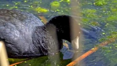 Amerikan Coot ailelerinin yaz mevsiminde Kanada gölündeki yaşamlarını görüntüleyen büyüleyici bir yavaş çekim video dizisi..