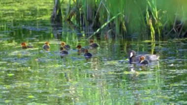 Amerikan Coot ailelerinin yaz mevsiminde Kanada gölündeki yaşamlarını görüntüleyen büyüleyici bir yavaş çekim video dizisi..