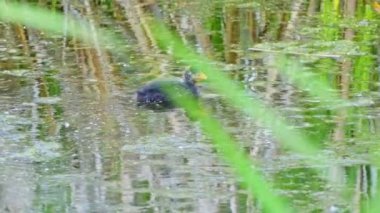 Amerikan Coot ailelerinin yaz mevsiminde Kanada gölündeki yaşamlarını görüntüleyen büyüleyici bir yavaş çekim video dizisi..