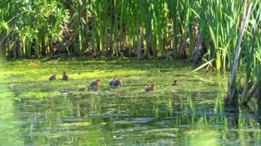 Amerikan Coot ailelerinin yaz mevsiminde Kanada gölündeki yaşamlarını görüntüleyen büyüleyici bir yavaş çekim video dizisi..