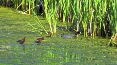 Amerikan Coot ailelerinin yaz mevsiminde Kanada gölündeki yaşamlarını görüntüleyen büyüleyici bir yavaş çekim video dizisi..