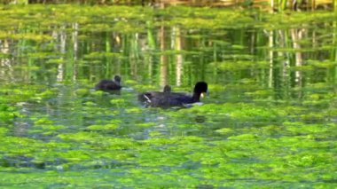 Amerikan Coot ailelerinin yaz mevsiminde Kanada gölündeki yaşamlarını görüntüleyen büyüleyici bir yavaş çekim video dizisi.. 