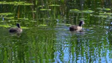 Amerikan Coot ailelerinin yaz mevsiminde Kanada gölündeki yaşamlarını görüntüleyen büyüleyici bir yavaş çekim video dizisi.. 