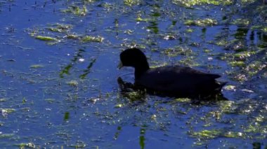 Amerikan Coot ailelerinin yaz mevsiminde Kanada gölündeki yaşamlarını görüntüleyen büyüleyici bir yavaş çekim video dizisi.. 