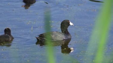 Amerikan Coot ailelerinin yaz mevsiminde Kanada gölündeki yaşamlarını görüntüleyen büyüleyici bir yavaş çekim video dizisi.. 