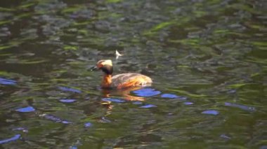 Büyüleyici bir yavaş çekim video serisi. Yazın, Kanada 'nın çarpıcı gölünde boynuzlu bir yunus var..