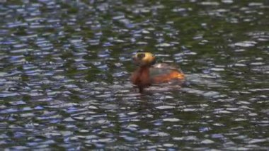 Büyüleyici bir yavaş çekim video serisi. Yazın, Kanada 'nın çarpıcı gölünde boynuzlu bir yunus var..