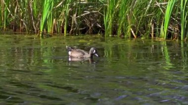Büyüleyici bir ağır çekim video dizisi, bir çift mavi kanatlı Teal ördeğini yaz boyunca Kanada 'nın pitoresk gölünde gösteriyor.. 
