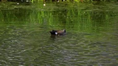 Büyüleyici bir ağır çekim video dizisi, bir çift mavi kanatlı Teal ördeğini yaz boyunca Kanada 'nın pitoresk gölünde gösteriyor.. 