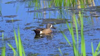 Büyüleyici bir ağır çekim video dizisi, bir çift mavi kanatlı Teal ördeğini yaz boyunca Kanada 'nın pitoresk gölünde gösteriyor.. 