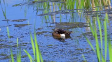Büyüleyici bir ağır çekim video dizisi, bir çift mavi kanatlı Teal ördeğini yaz boyunca Kanada 'nın pitoresk gölünde gösteriyor.. 
