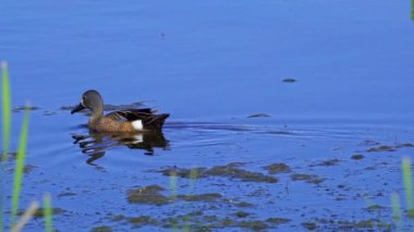Büyüleyici bir ağır çekim video dizisi, bir çift mavi kanatlı Teal ördeğini yaz boyunca Kanada 'nın pitoresk gölünde gösteriyor.. 