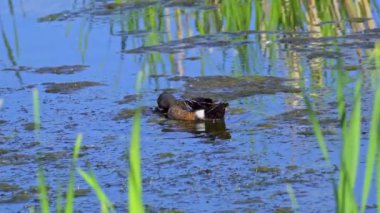 Büyüleyici bir ağır çekim video dizisi, bir çift mavi kanatlı Teal ördeğini yaz boyunca Kanada 'nın pitoresk gölünde gösteriyor.. 