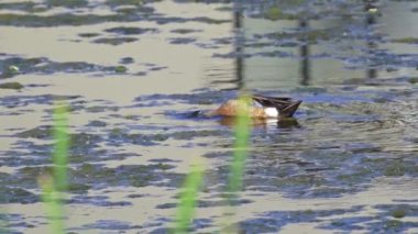 Büyüleyici bir ağır çekim video dizisi, bir çift mavi kanatlı Teal ördeğini yaz boyunca Kanada 'nın pitoresk gölünde gösteriyor.. 