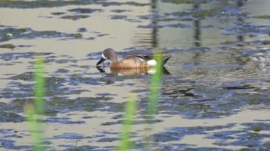 Büyüleyici bir ağır çekim video dizisi, bir çift mavi kanatlı Teal ördeğini yaz boyunca Kanada 'nın pitoresk gölünde gösteriyor.. 