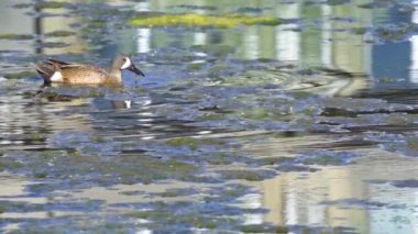 Büyüleyici bir ağır çekim video dizisi, bir çift mavi kanatlı Teal ördeğini yaz boyunca Kanada 'nın pitoresk gölünde gösteriyor.. 