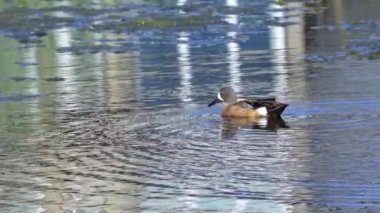 Büyüleyici bir ağır çekim video dizisi, bir çift mavi kanatlı Teal ördeğini yaz boyunca Kanada 'nın pitoresk gölünde gösteriyor.. 