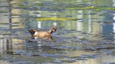 Büyüleyici bir ağır çekim video dizisi, bir çift mavi kanatlı Teal ördeğini yaz boyunca Kanada 'nın pitoresk gölünde gösteriyor.. 