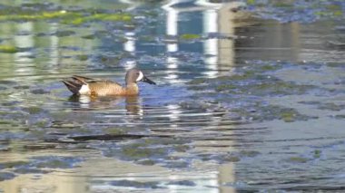 Büyüleyici bir ağır çekim video dizisi, bir çift mavi kanatlı Teal ördeğini yaz boyunca Kanada 'nın pitoresk gölünde gösteriyor.. 