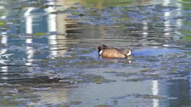 Büyüleyici bir ağır çekim video dizisi, bir çift mavi kanatlı Teal ördeğini yaz boyunca Kanada 'nın pitoresk gölünde gösteriyor.. 
