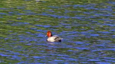 Büyüleyici bir ağır çekim video dizisi yaz boyunca Kanada 'nın çarpıcı gölünde bir çift kızıl ördeğin hayatını çekiyor.. 