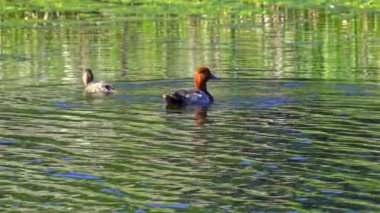 Büyüleyici bir ağır çekim video dizisi yaz boyunca Kanada 'nın çarpıcı gölünde bir çift kızıl ördeğin hayatını çekiyor.. 