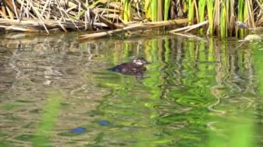 Yaz boyunca Kanada gölünde bir çift Ruddy Ducks 'ın oynadığı büyüleyici bir ağır çekim video serisi.. 