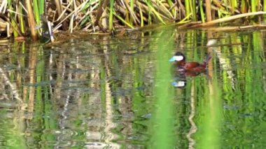 Yaz boyunca Kanada gölünde bir çift Ruddy Ducks 'ın oynadığı büyüleyici bir ağır çekim video serisi.. 