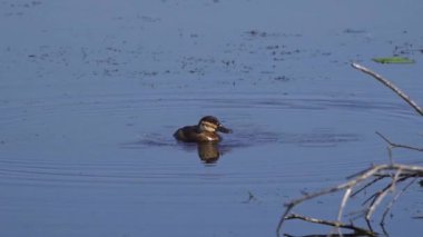 Yaz boyunca Kanada gölünde bir çift Ruddy Ducks 'ın oynadığı büyüleyici bir ağır çekim video serisi.. 
