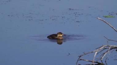 Yaz boyunca Kanada gölünde bir çift Ruddy Ducks 'ın oynadığı büyüleyici bir ağır çekim video serisi.. 